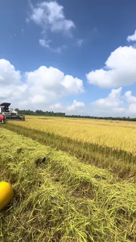 Búa đỉnh 2 bến 75 dích đủ bo #kubota70pro @sang nguyễn Dc70 🌾🚜 @Hoàngg Khaa 66 @🎀 Duy Sting 🎀 @🌾Nguyên siting🌾 @Út linh 84🚜🌾 #kubota70pro #xuhuongtiktok 