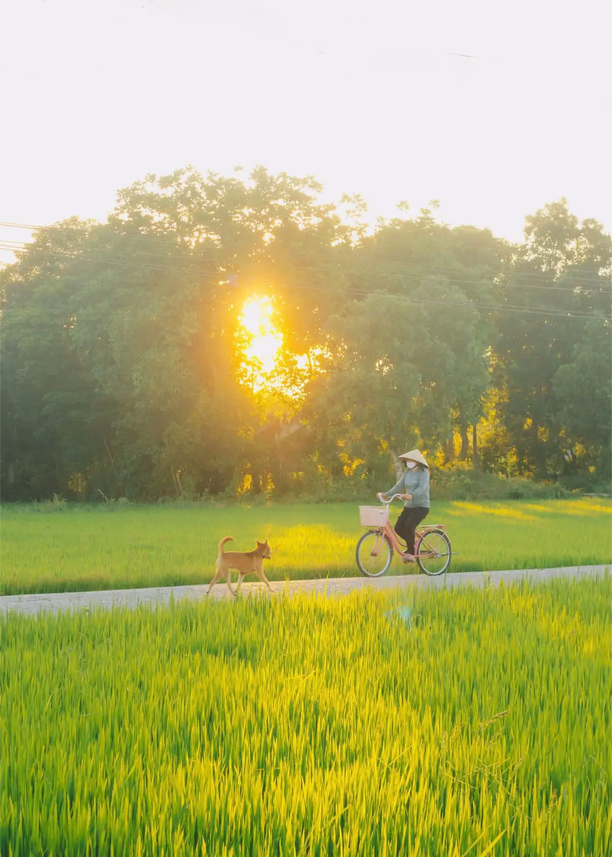 Thành phố có thể lung linh hơn, náo nhiệt hơn… nhưng chẳng nơi nào khiến mình thấy bình yên bằng quê nhà.  Không ồn ào, không khói bụi, không xô bồ… chỉ có tiếng gió ru, mùi lúa thơm và những buổi chiều yên ả trôi qua nơi quê nhà, bước chân con người cũng chậm lại, để nghe được cả tiếng lòng mình. Những ngày lễ đến, giữa dòng người tấp nập trên phố, tôi lại thấy tim mình như thôi thúc… Chỉ muốn nhanh nhanh thu xếp mọi thứ, để kịp chuyến xe cuối ngày. Muốn được về lại căn nhà nhỏ cuối con đường làng, nơi có mẹ ngồi nhặt rau trước hiên, có cha vẫn cặm cụi bên ấm trà quen thuộc. #fyp #binhyen #chualanh #oque #quehuong 