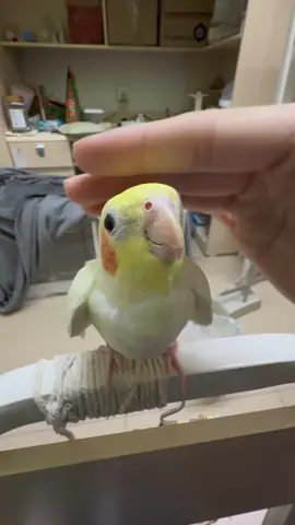 The chick's mouth is so sweet ^ω^ #cockatiel #parrot #bird #fyp #viral 