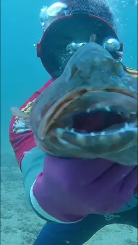 Săn được Cá Mú Đỏ siêu to, Ốc Tai Bồ đẹp #LặnBiểnSănBắtHảiSản #Cảnh86 