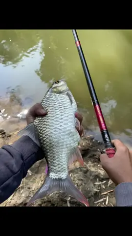 seminggu ra berot jebul yo marai gembreges tenan#mancingmania #mancingliar #fyp 