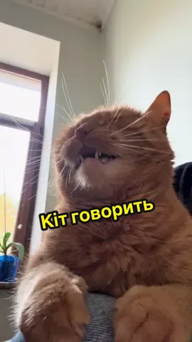 Чухай шийку, людино!  #кіт #рудийкіт #кітговорить #смішно #милота 