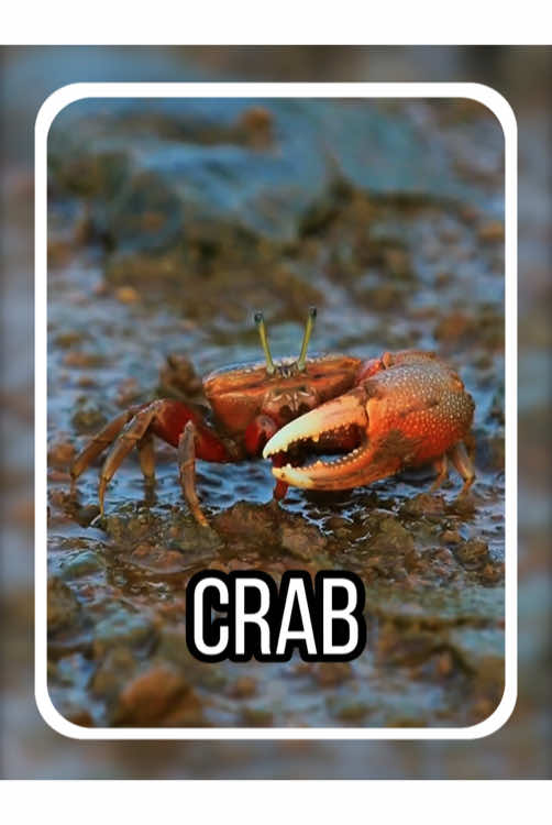 Can this crab be eaten? #tiktok #fyp #crab #LearnOnTikTok #funny 