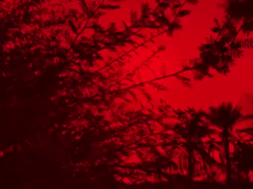 مات الورد وفاركني عطره .  .  ...  ..  .  .  .  .  .  .  ..  ..  ...  #قصائد #مرتضى_حرب #تصميم_فيديوهات🎶🎤🎬 #تصميمي_حسيني #قصائد_حسينية 