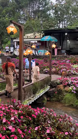 #suoibinhyen#dalat