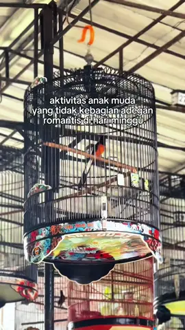 Ga ada adegan romantis pokoknya gas gantang ❤️‍🔥#murai #muraibatu #muraibatumania #muraibatumedan #muraibatuindonesia 