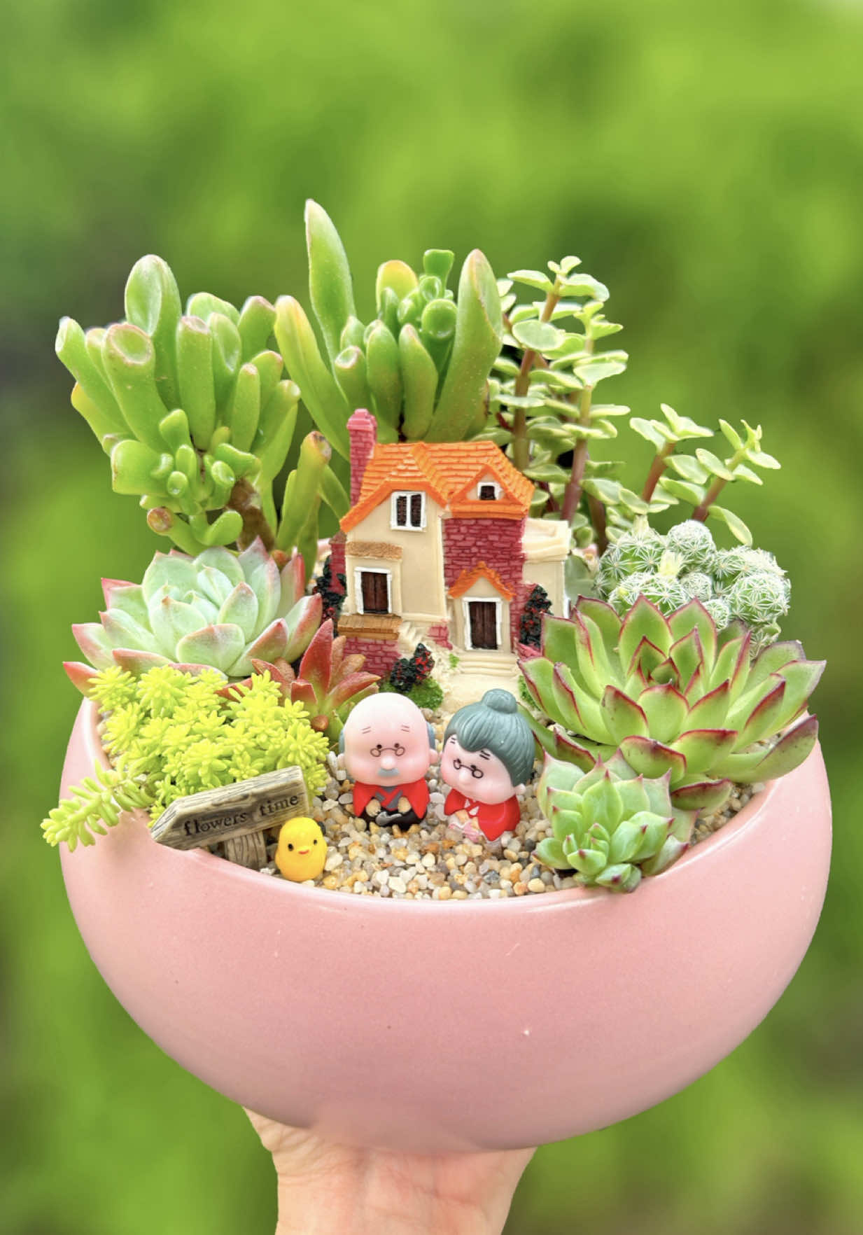 Beautiful succulent DIY ideas 🪴  #succulents #suculentas #plants #gardening #DIY 