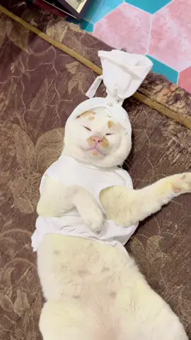 Poci miaw nya ngantuk🤣 #fyp #fypシ゚ #omboy🐱 #omboyfamily #funnyvideos 