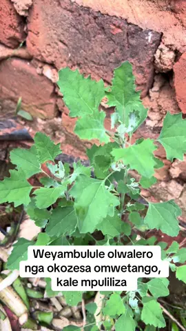 Omwetango dagala nyoo ;#usa🇺🇸 #kampala_uganda🇺🇬🇺🇬🤝 #fyp #germany🇩🇪_tik_tok #fyppppppppppppppppppppppp 