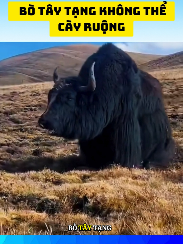 Tại sao bò tây tạng không thể cày ruộng #dongvat #viral #facts 