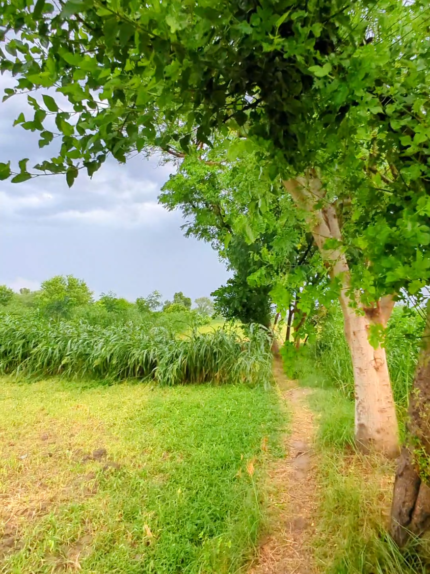 Magnificent Scenery #viral #foryou #villagelife 