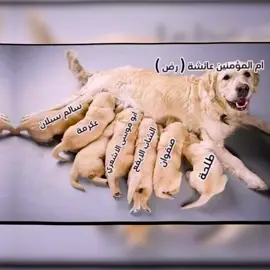 #العراق #السعودية🇸🇦 #الخليج_الكويت_السعودية_قطر_البحرين #شعب_الصيني_ماله_حل😂😂 