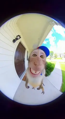 HAHAHAHAH💋🐒#monkey #funny #ai #viral #fup  