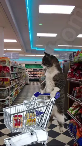 I see it, I like it, I check the price and put it back #cat #meme #funny #georgieebom #fyp 