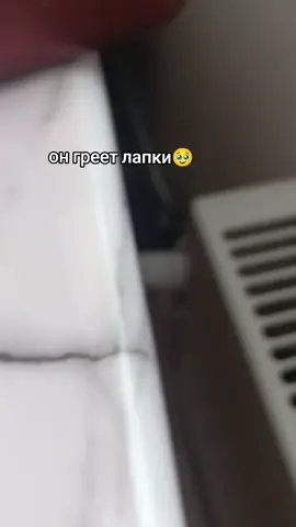 у малыша замерзли лапки #котенок #рекомендации #майшейла💔 #милота 