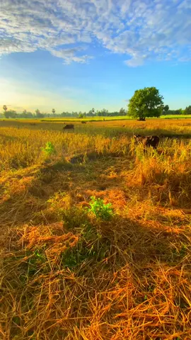 หน้าหนาวมาฮอดแล้ว #สตอรี่_ความรู้สึก😔🖤🥀 #วิวบ้านนอก🍃 #ทุ่งนา☀️☀️ #ท้องฟ้า #🌾🌾 #fyp #เธรดเพลง 