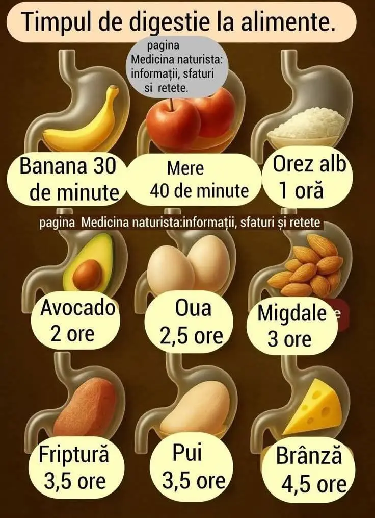 Timpi de digestie pentru diverse alimente.