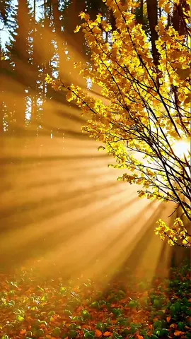 ✨ Sinta a luz  Feel the light Os raios atravessam as folhas douradas, e o amanhecer se transforma em pura emoção. Cada feixe parece um novo começo. Compartilhe 🙌 ✨ Feel the light The rays pass through the golden leaves, and the sunrise turns into pure emotion. Each beam feels like a new beginning. Share 🙌 #paravoce #natureza360 #naturelovers #sunsetviews #flowers 
