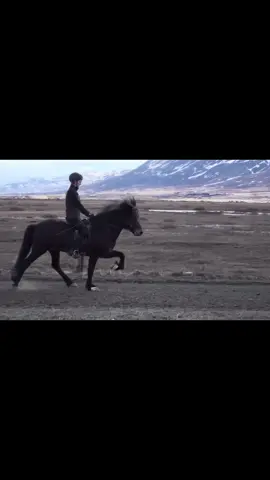 Trust the process 📈🫶🏻  #icelandichorse#progress#tölt#motivation#equestrian 