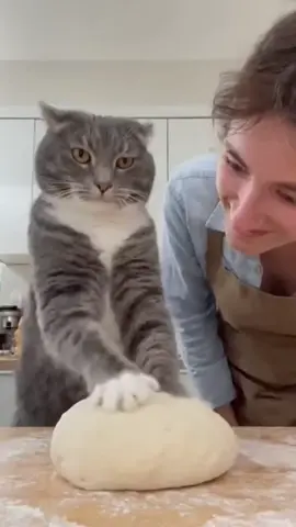 #funnycat #חתול #צחוקים #מצחיק #catvideo 