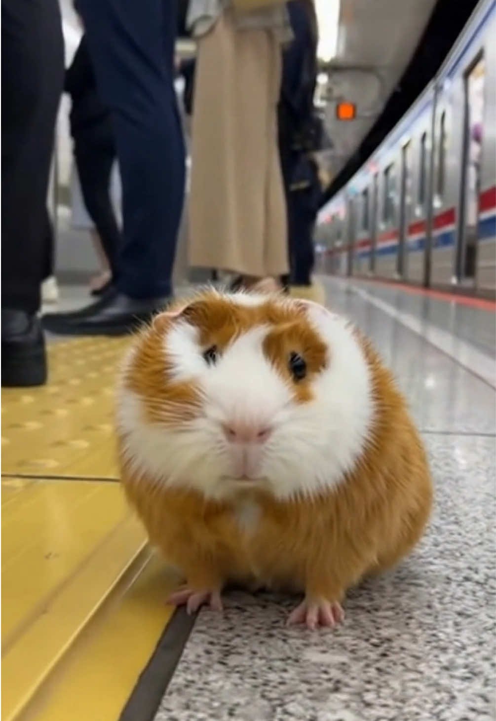 #guineapig #guineapigs 