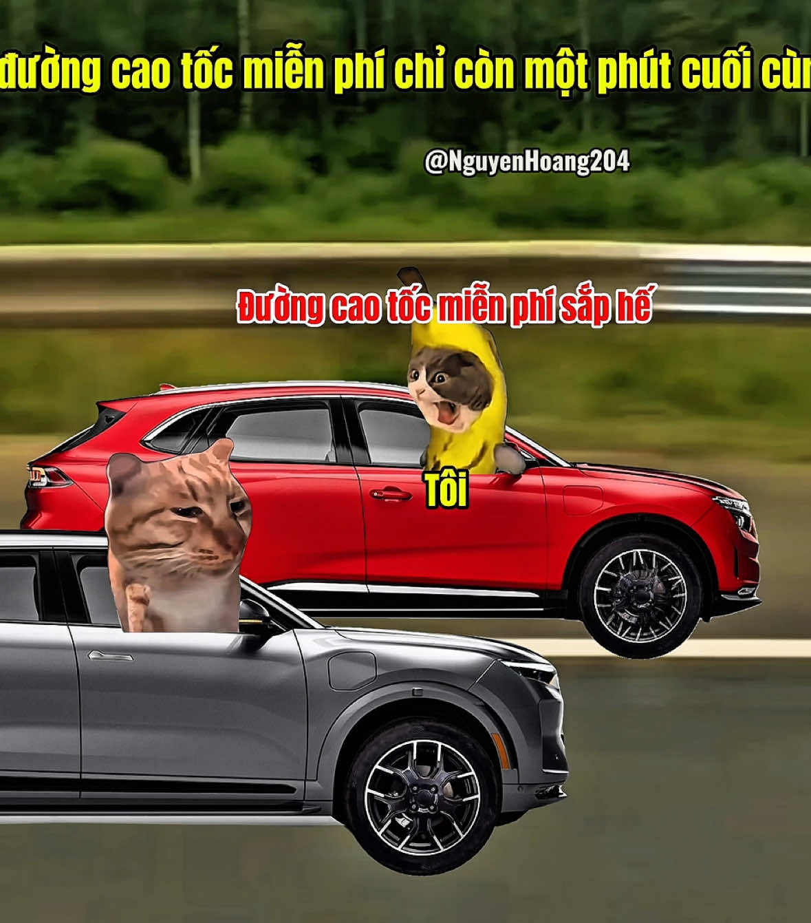 Khi đường cao tốc miễn phí chỉ còn một phút cuối cùng #meme #catmeme 
