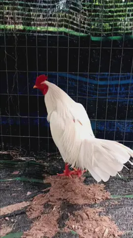 khôn khéo. xô tê lắm nhe ae.🐓🐓🐓🎧🎧🥔🥔🥔🇰🇭