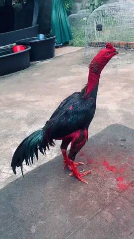 1m38 nặng 83kg 😅😅😅#gachoivietnam 