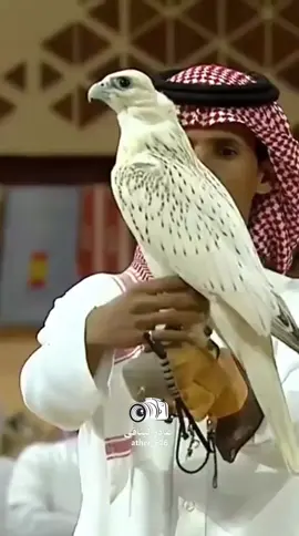 # مليون ومئتين ألف ريال # الصقر الحر  السيبيري% # نادي الصقور  # مشاهدات مليونية _  لنوادر الصقور
