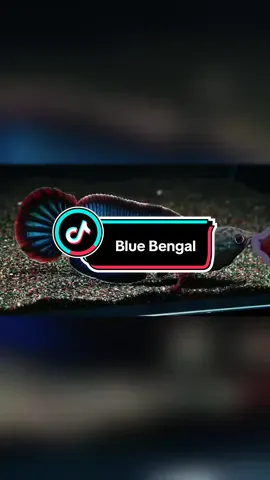 Nhà toàn cá mini, ae nuôi trưởng thành chưa #dongloc 