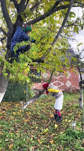 #село #бабки #дерево #горіхи  Як баба впала з горіха