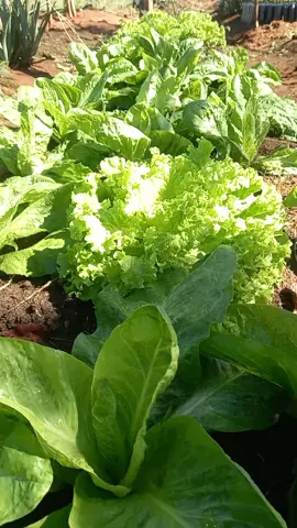 #gratidão !#coisasdaroça #VIDARURAL #vidasimples #videoviral .