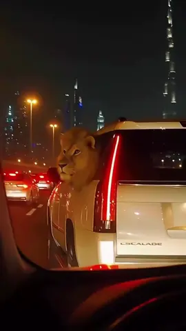 #king #dubai #travel #lion#Sheikh