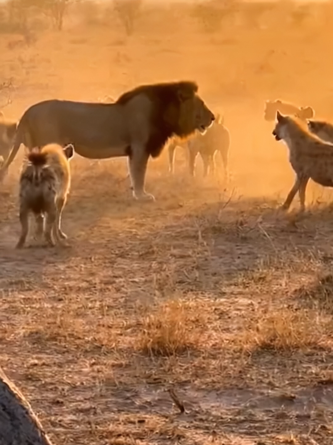 Lone Lion Surrounded by Hyenas You Won’t Believe What Happens Next 😳 #wildlife #animalfight #lion #hyenas #natureuncovered #africawildlife