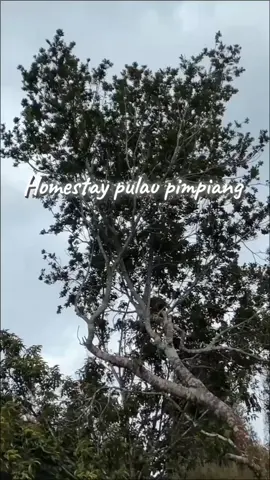 ayo boking gaes buat tahun baru nanti and untuk hari libur nya🌲🌲🌲🏕️🏕️🏕️🏕️#promoseruweekend 