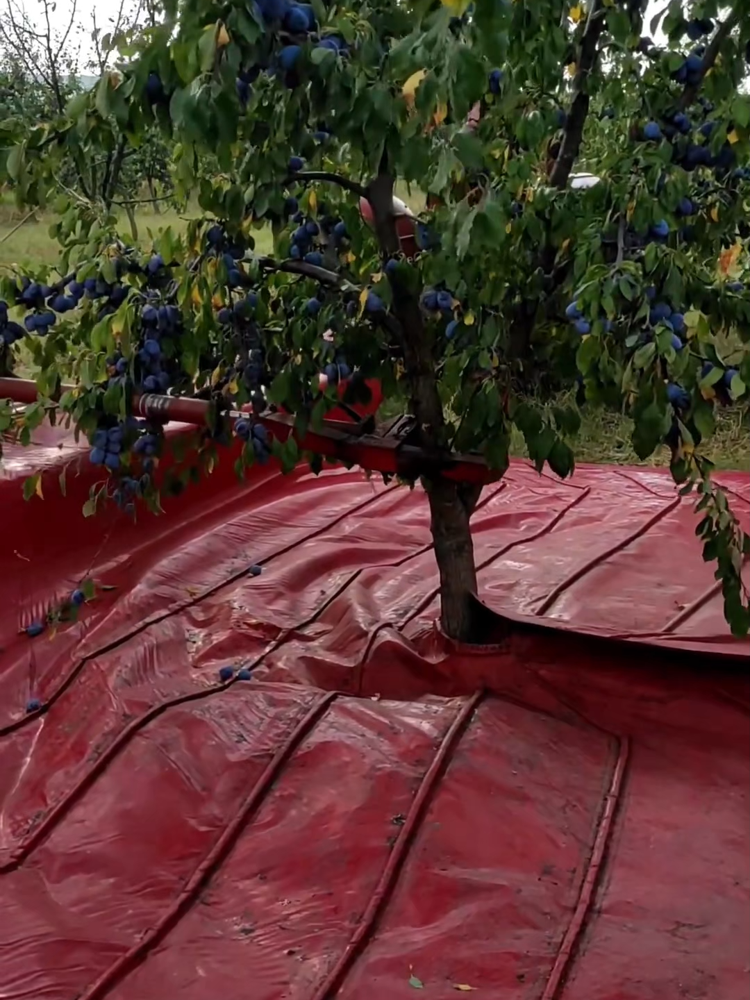 OMG 1 minute 😱 !! #asmr #fruit #fruits