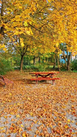 #_sham_sy777 #_السويد🇸🇪 #_خريف #_🍁🍂 #တွေးပီးမှတင်ပါ🍁🍃🍂_موال_عتابا_فن_طرب_عتابا_جبلية_عتابا_منير_حمادة_👑 