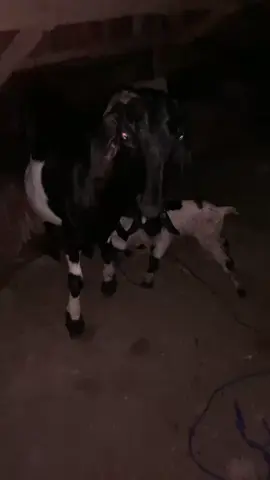 wong liyo ngrti opo?😛 #jogja#berandatiktok#fyp#pertenakmuda#ngarit