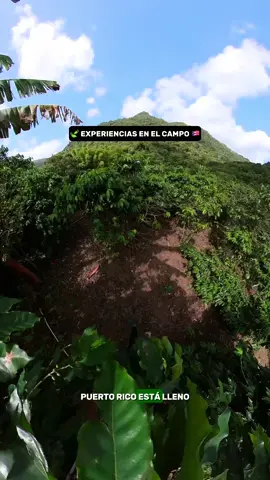 ✨Experiencias en el campo en Puerto Rico 🇵🇷 #patati #fyp  Puerto Rico está lleno de rincones mágicos. Aquí te comparto algunos lugares perfectos para disfrutar de la vida en el campo: ☕️ Hacienda Jácana – Adjuntas Recorridos entre montañas para conocer el proceso del café artesanal Latitud 18 y disfrutar de un ambiente familiar rodeado de naturaleza. 🌸 Reloj de las Flores – Aibonito Uno de los tesoros del pueblo. Un reloj hecho con miles de flores naturales que suena con diferentes melodías según la hora del día. 🏰 Castillo Cortijo – Barranquitas Una joya arquitectónica construida en 1939 por el arquitecto Rafael Carmoega. Caminar por su interior es como viajar en el tiempo. 🍷 Finca Vista Bella – Utuado El único viñedo de la isla. Aquí puedes conocer la elaboración del vino, degustar algunas de sus variedades y disfrutar de un paisaje espectacular. ¿Cuál visitarías primero? 💚