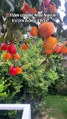 Thành phố nào.. nhớ không em ? 📍Tiệm cà phê Nhà Ngoại Đà Lạt ĐC: Hẻm 63, tổ dân phố 63, đèo Pren, phường Xuân Hương, TP Đà Lạt. #tiemcaphenhangoai  #muahongdalat  #hoatuongvi 