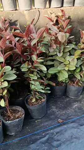 mn mua cây giống tại giỏ hàng nha #ổi🍐 #oitim #oitimmalaysia #caycanh #canhquansanvuon 