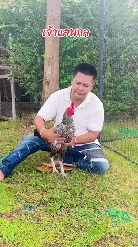 ไก่คู่บารมี#เสี่ยเบิร์ดส.มีสุวรรณฟาร์ม#เสี่ยเบิร์ดส.มีสุวรรณ#มีสุวรรณทีม#ดี้มีสุวรรณ#สวนสัตว์TikTok