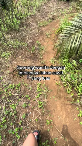 Idaman bnarrr #fypsawit #kebunsawit #bossawit #petanikelapa🌴🌴 