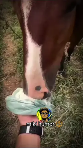 #meme #horse