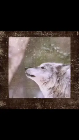 #CapCut #wolf #etheral #onlyskin #fyp 