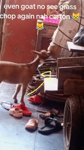 even goat dey see shege 😹😹#foryoupage #goviral #hunger #tiktok #goat🐐 