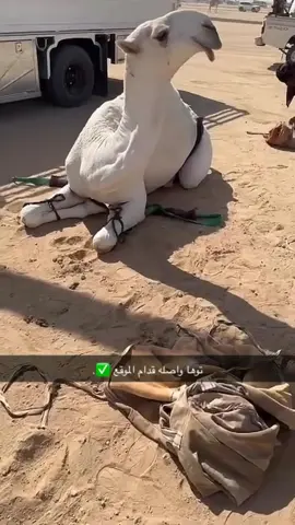 #عرض #جايزة_الملك_عبدالعزيز_لمزاين_الابل #الصياهد # جاده _الابل #جزيلات_العطاء #مزاد السعيره 