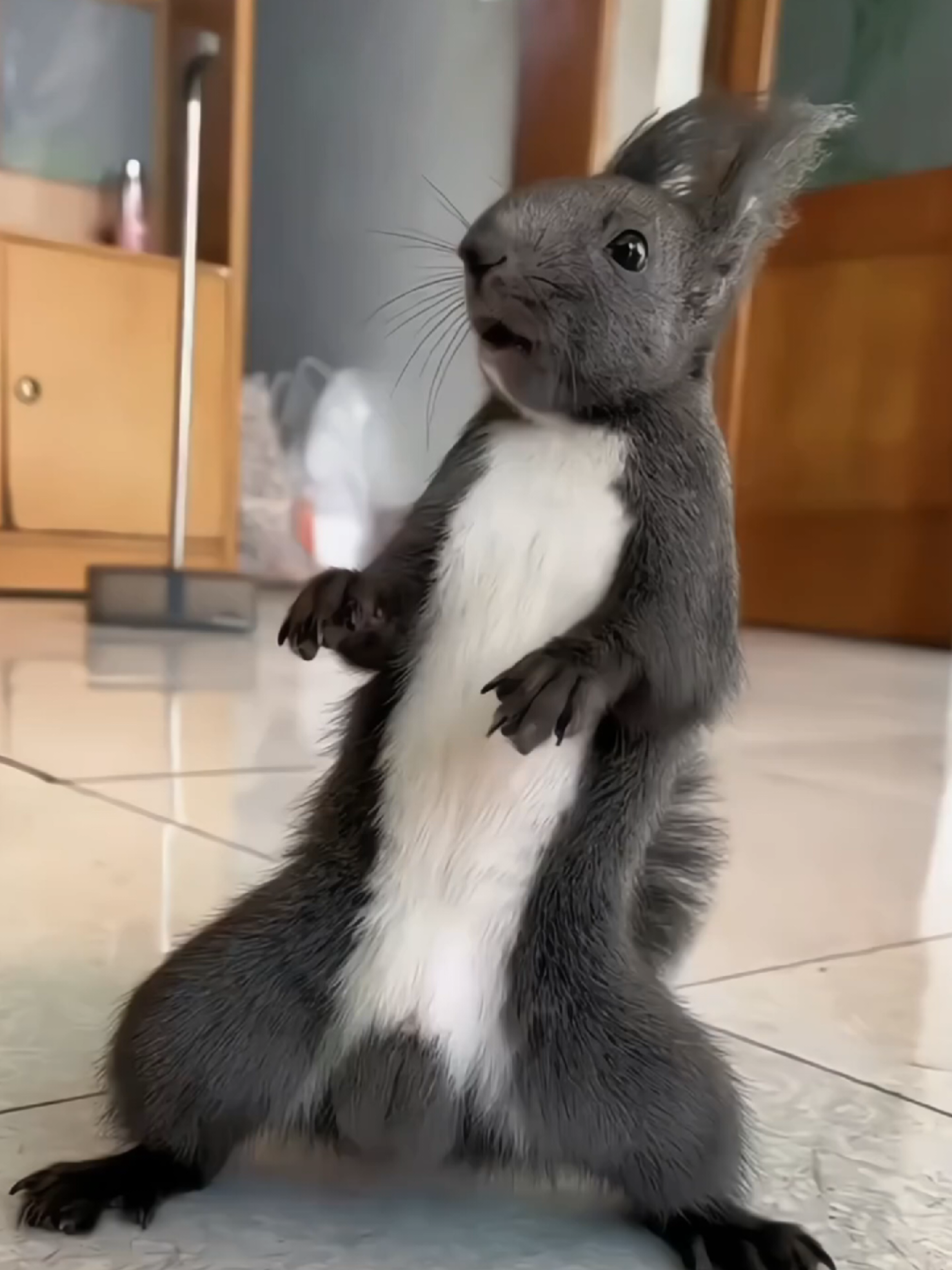 **The Dancing Squirrel Pair**#squirrel #funny #squirrellife 