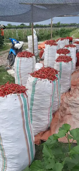 Alhamdulillah lancar petikan ke 6 #petaniindonesia🇮🇩🇮🇩🇮🇩🌿🌿  #petanimuda #petanimilenial  #cabebesar🌶🌶🌶🌶 #fypシ゚ 