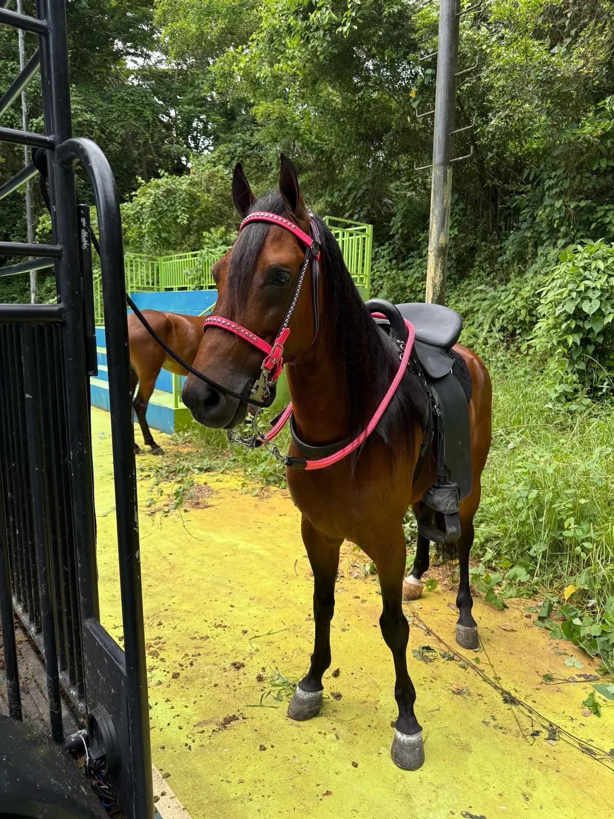 Jum 3️⃣en1️⃣ de Rosita quien lo llevará hoy 🫣😎🤩😍 #loslozada #lozadafarm #lozadaprotection #3en1 #monta 